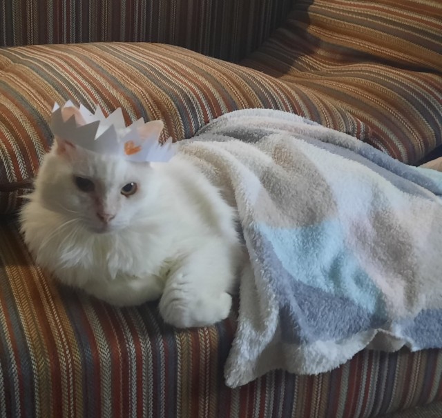 Вторник, ваши коты и кошки в студию