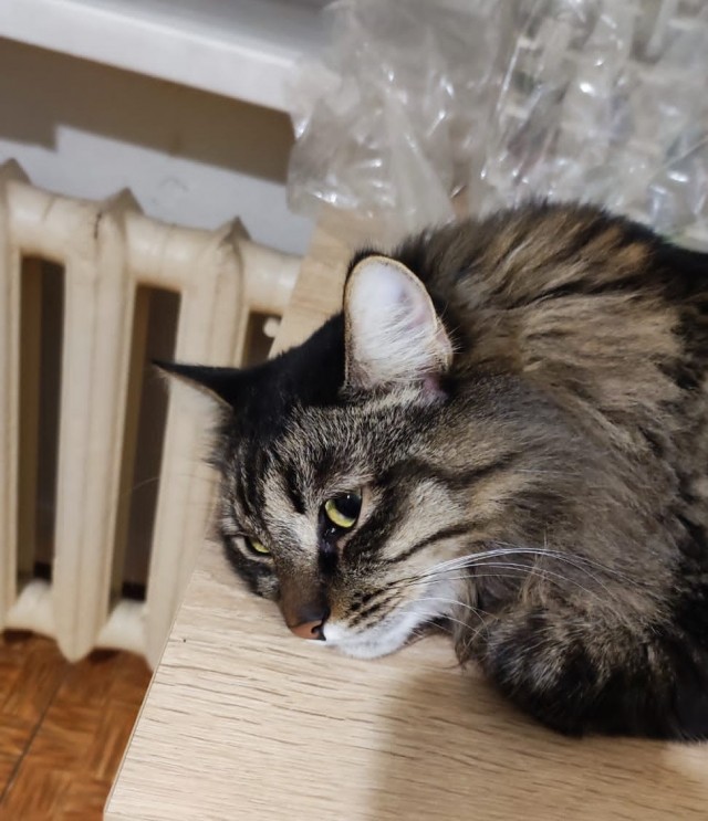 Котовторник 17.01.23