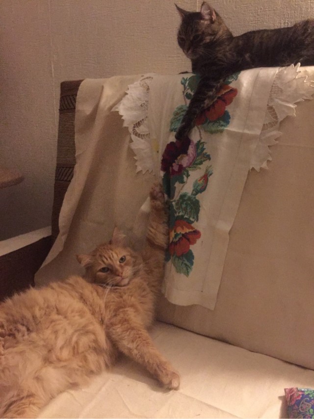 К вопросу о котах