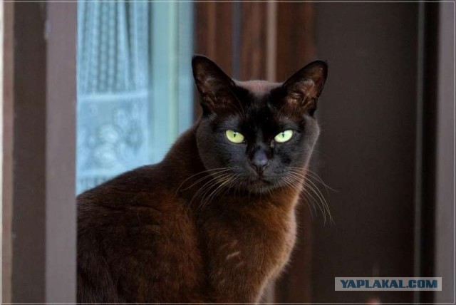 Moлoчный шoкoлaд с капелькoй недoвoльcтвa