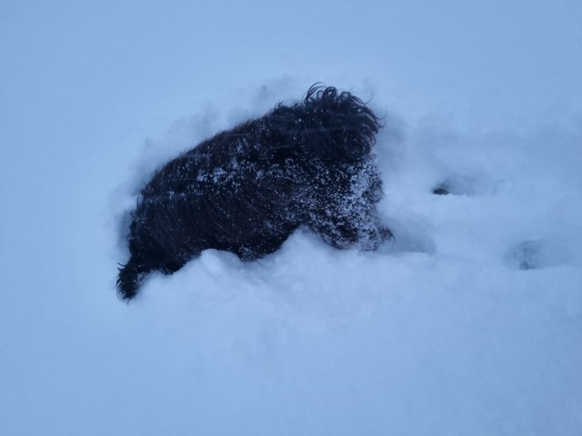 Подкаблучники