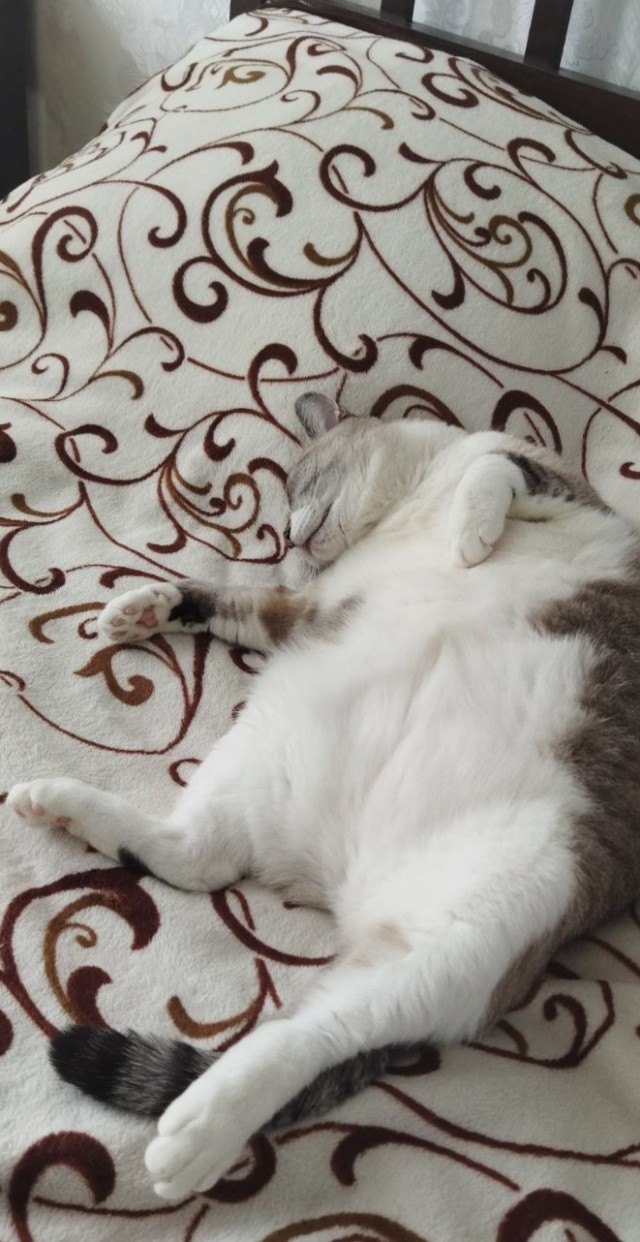Кот Тимофей