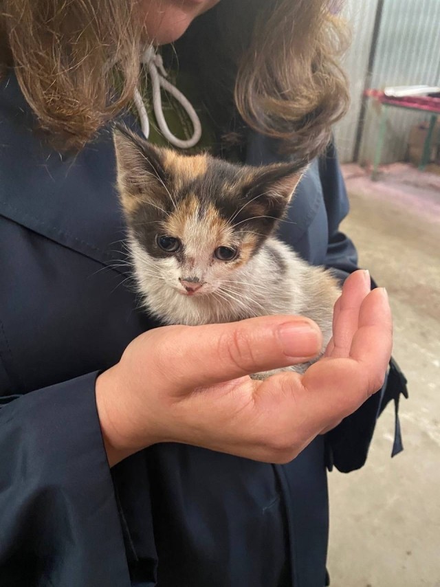 Коты пролетарии