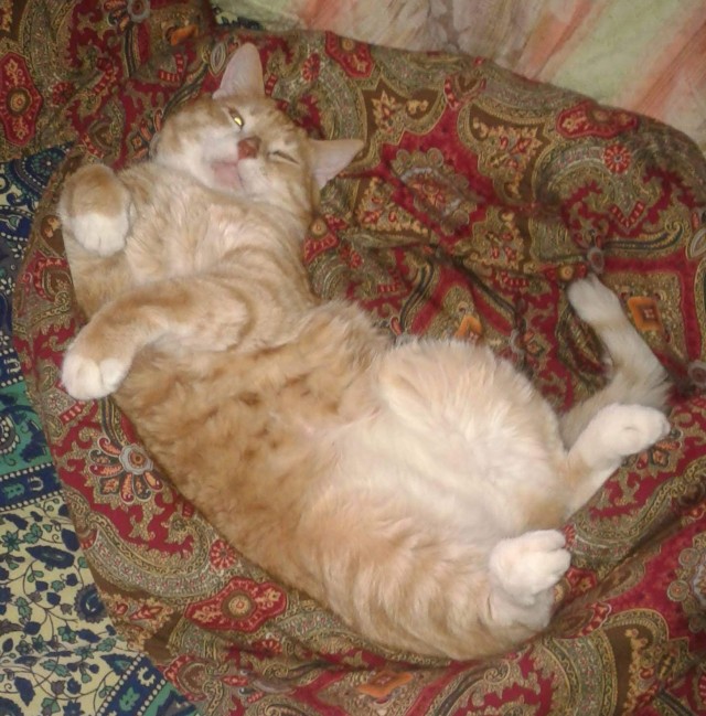 Котовторник, просто Барс