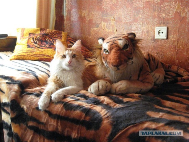Котовторник 30.04.2013