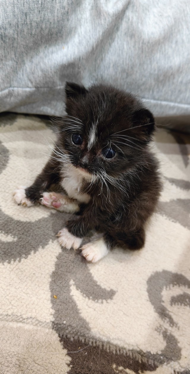 Принимайте в клуб! Котовторник же