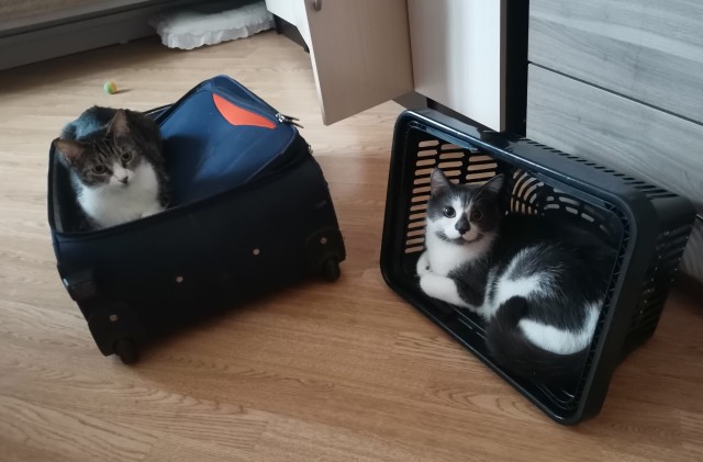 Последний котовторник в этом году