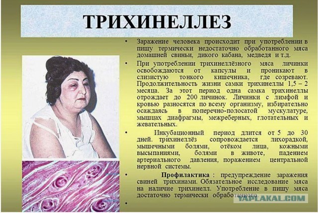 Червечки