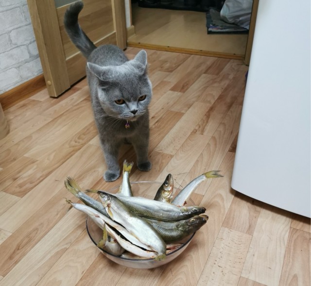Совпало с котовторником.
