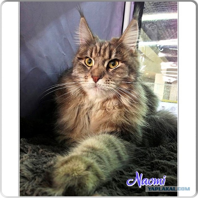 Немного о  Мейн Куне.