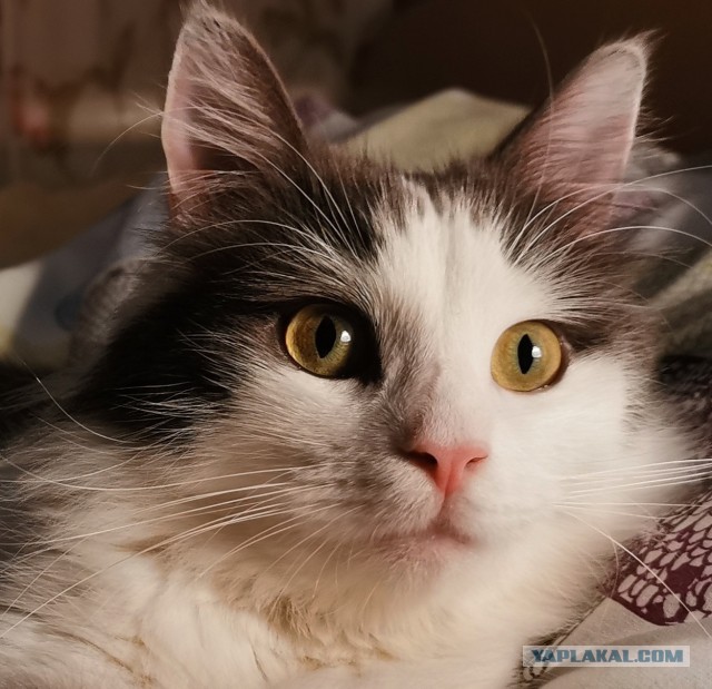 Моя жена не умеет фоткать кота