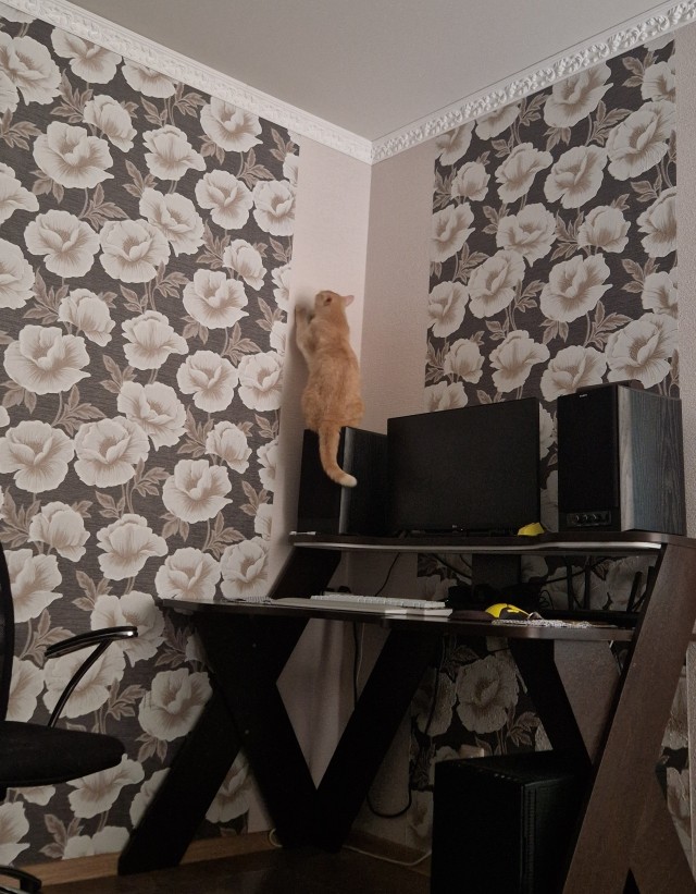 Как отучить кота драть обои?