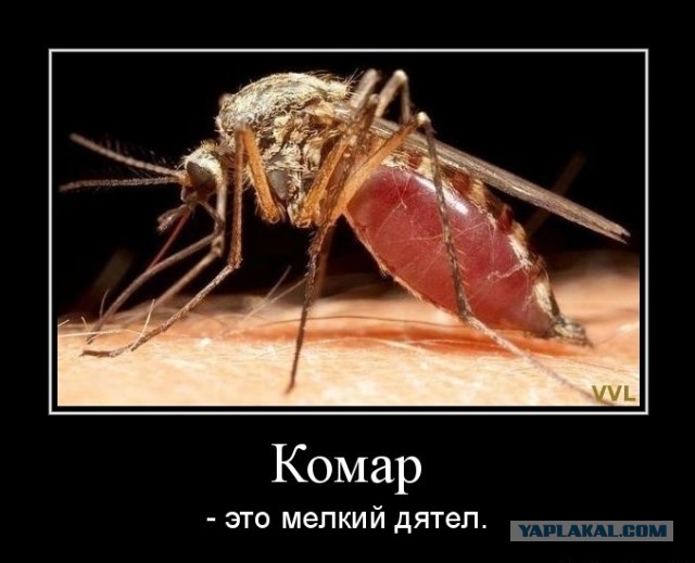 Комарики, комарики