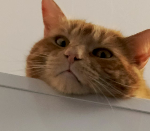 Котовторник. Где коты? Мой вот!