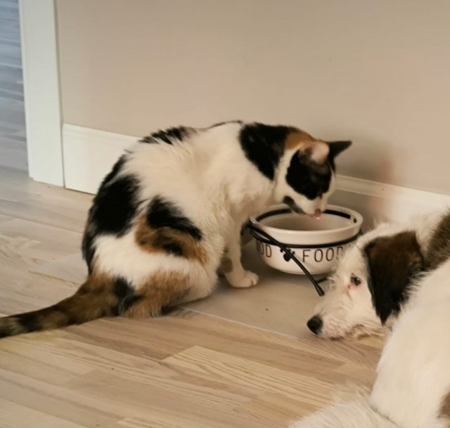 Кот к завершению котовторника