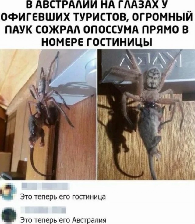 5 удивительных фактов о пауках⁠