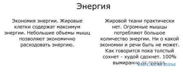 А еще толстяки добрее...