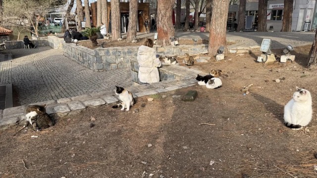 Кошки в развалинах Эфеса, Турция
