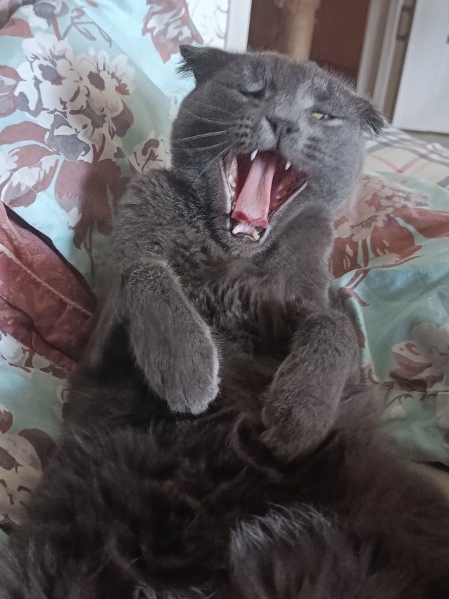 К котовторнику делюсь