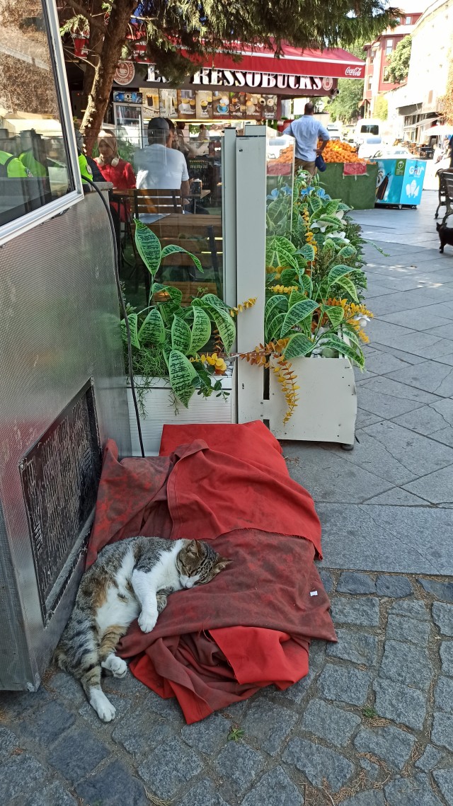 Немного стамбульских котов на котовторник, господа!