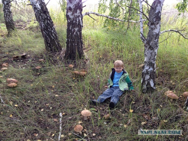 Грибной рай