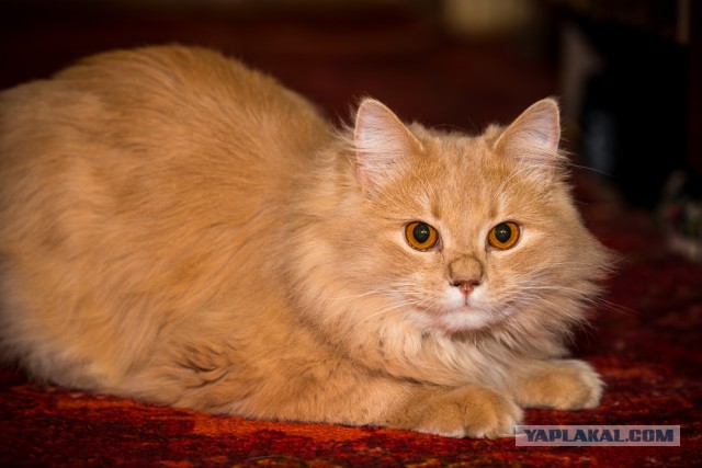 Котовторник 01.04.2014