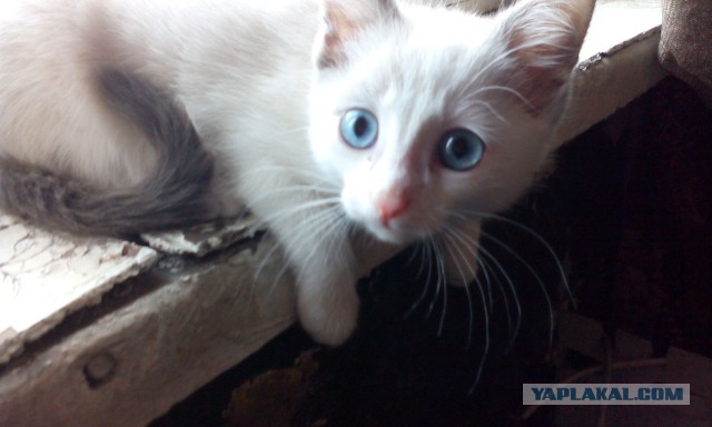 Котовторник 16.09.14