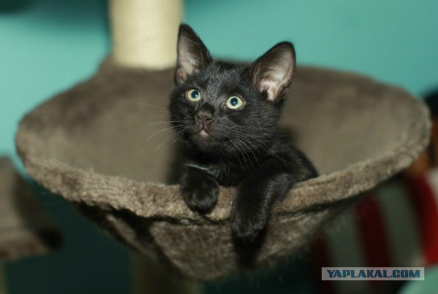 Черный котенок