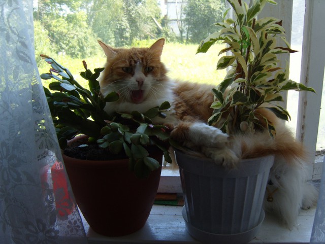 Котовторник 31.03.2015