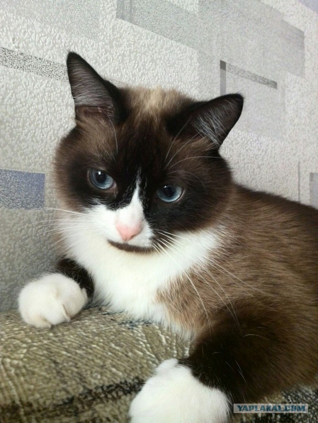 Котовторник 18.08.2015