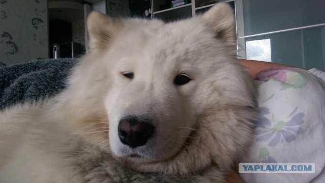 Собакочетверг 17.09.2015
