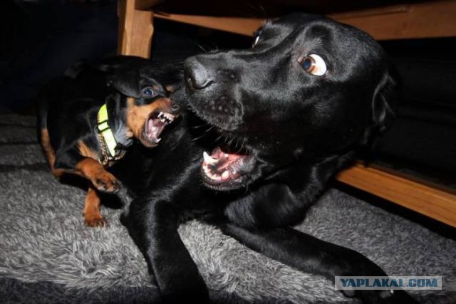 То, что улыбнуло в 2015