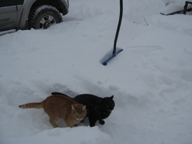 Котовторник 19.01.2016