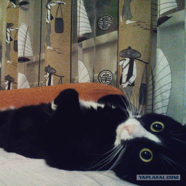 Котовторник