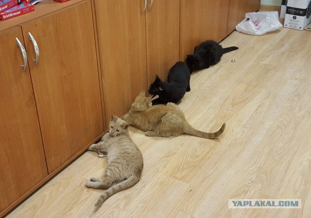 Кот и его тень