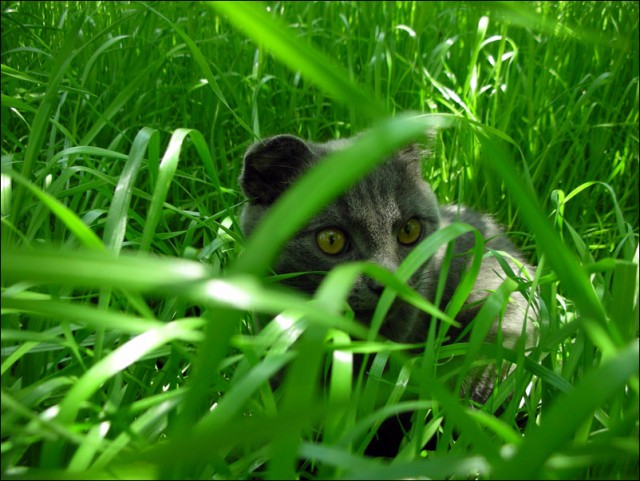 КошкоЛето!