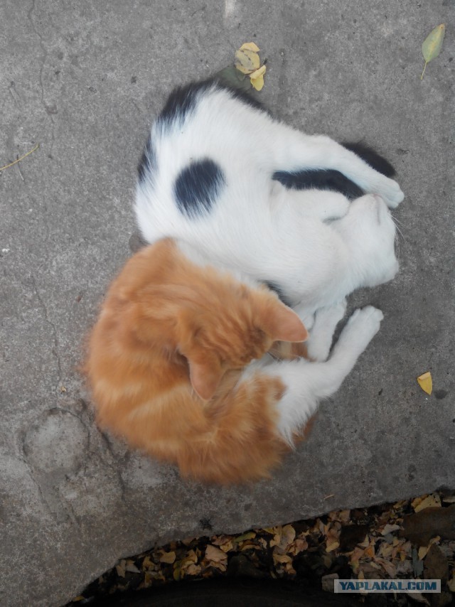 Котовторник 09.08.2016
