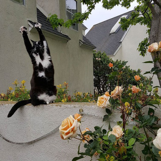 Коты и Кошки