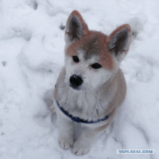 Прикольные щенки для собакочетверга