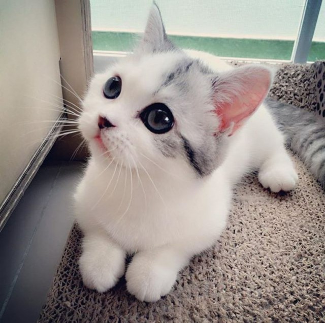 Коты и Кошки