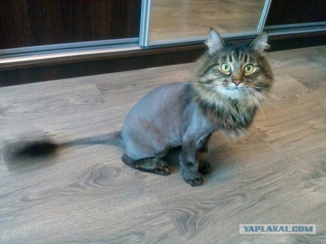 Котовторник 8.08.2017