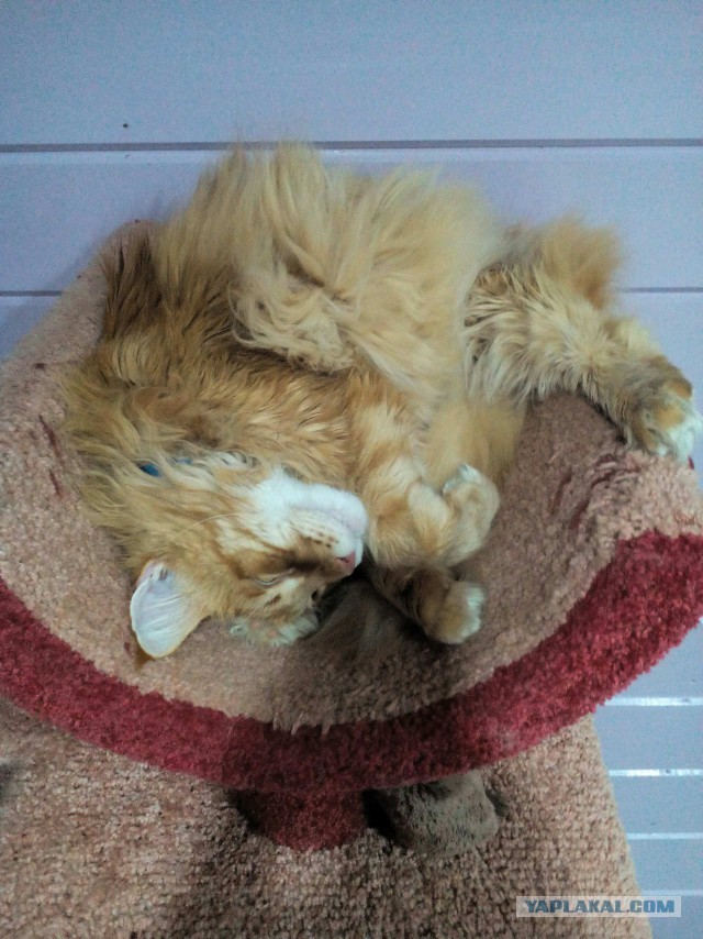 Котовторник 28.11.2017