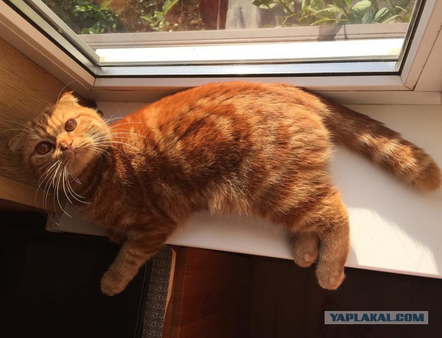 Котовторник  19.12.2017