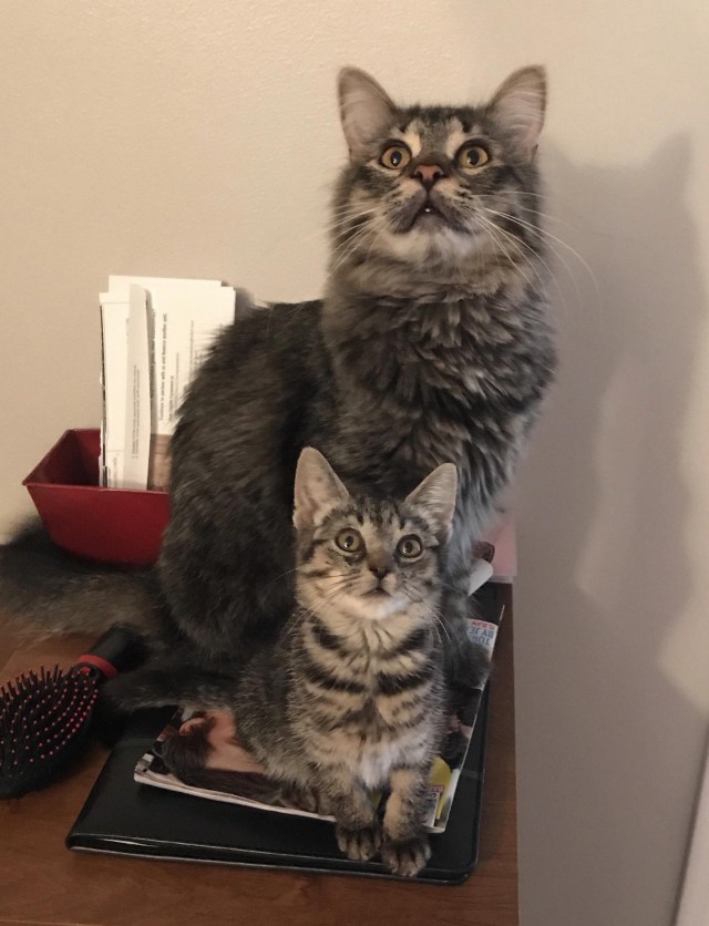 Коты и Кошки