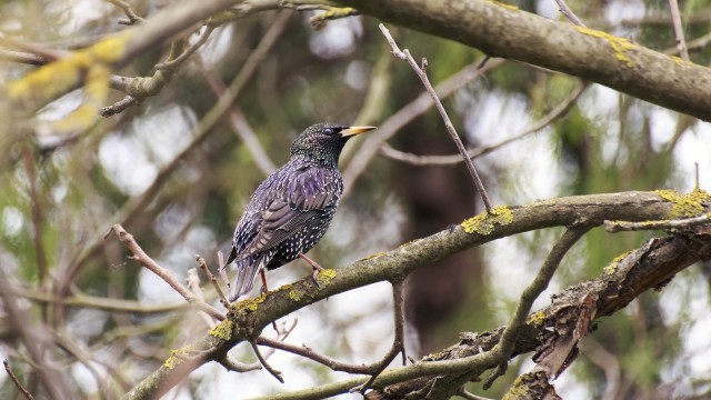 Просто Природа