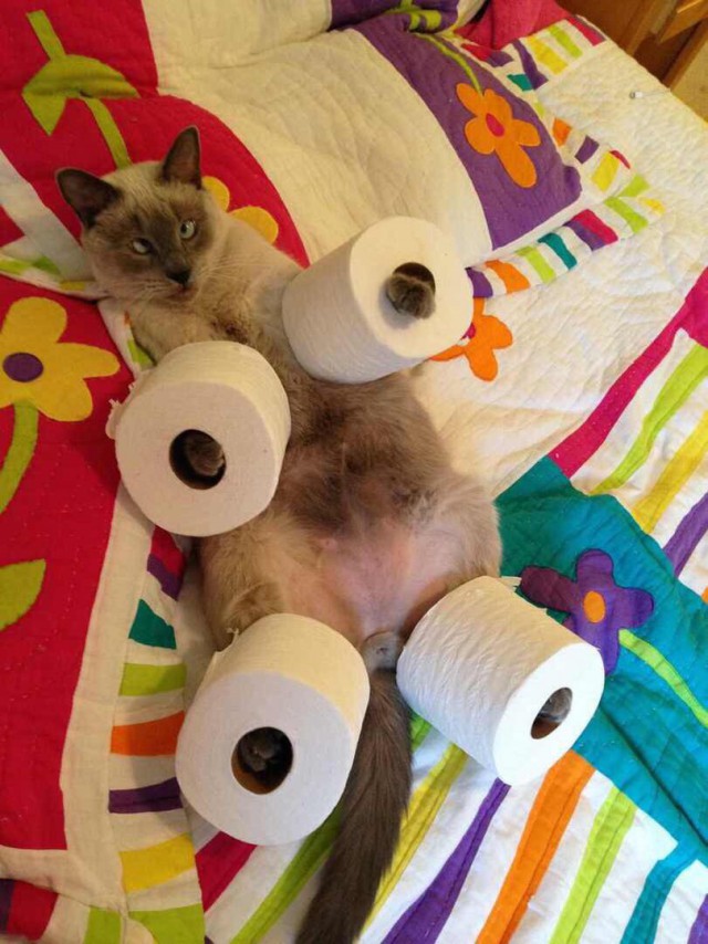 Прикольных котов пост