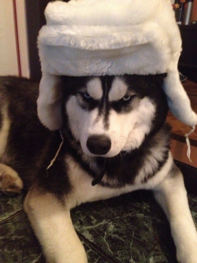Живность из сети