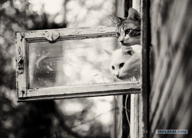 Котовторник (02.06.2009)
