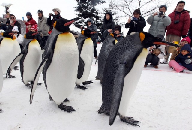 Прогулка Королевских Пингвинов