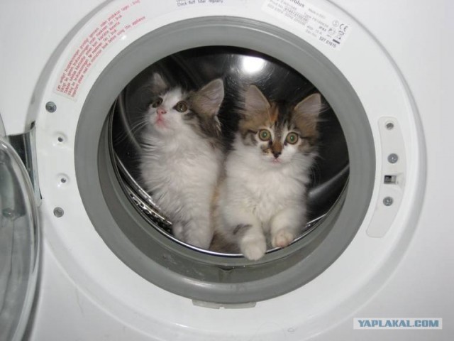 Сердечные коты